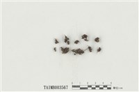 藏品(短頸苔屬)的圖片